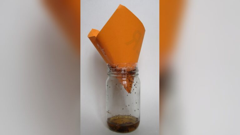 • Fruit Fly Traps